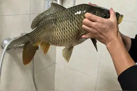 鱼的离岸性与靠边性，底层逻辑分析，野钓更有针对性、应对自如图片