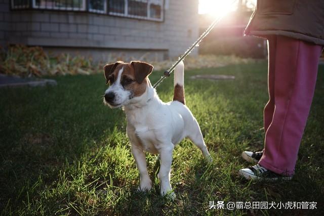 寿命最长的10种狗VS最短的10种狗！第一名能活20年+