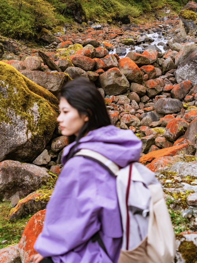 喇叭河红叶巅峰期打卡攻略，彩林秘境+野生萌兽，秋假带娃研学首选！