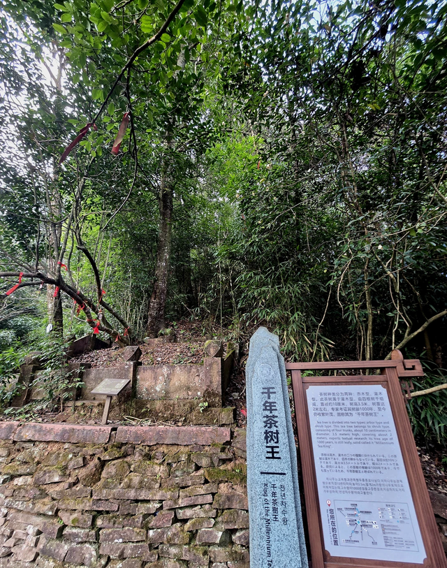 世界上只有中国四川省雅安市才有的 “全球独一无二的 5 大奇景”