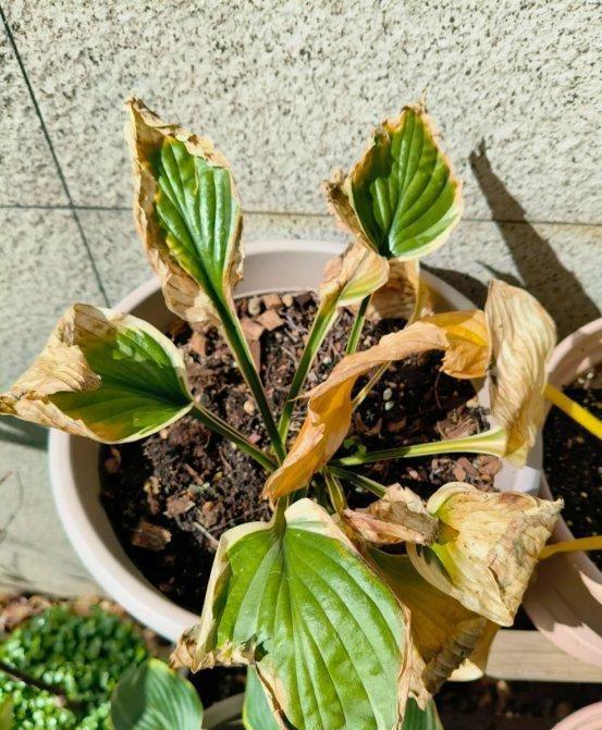 “阴花不能进阳宅”，家里若有这5种花，请赶紧“搬出去”！