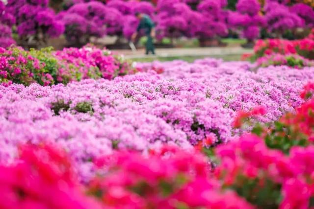 这周五，莲花山要热闹起来了！！