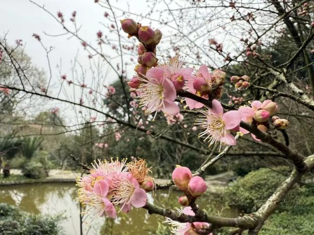 日照金山、水墨画卷、雪林撞色!重庆冬日雪景,每一帧都想保存