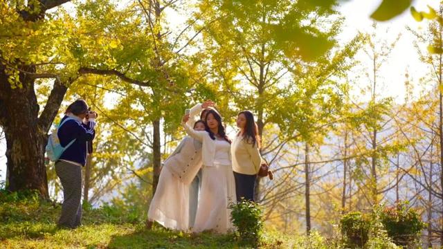 百万株银杏染黄海洋乡，这份秋冬美景请查收