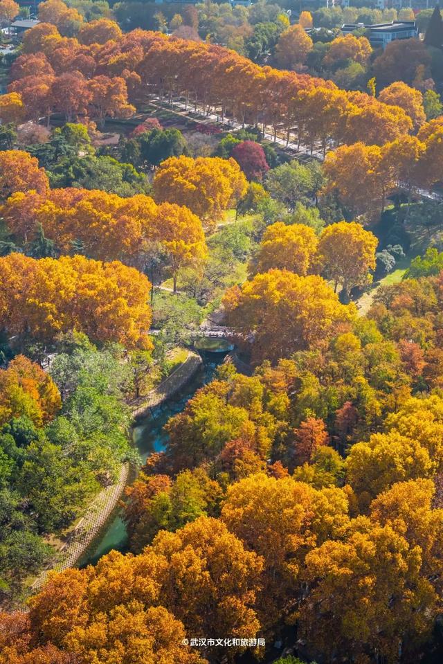 最新发现！2公里“金色隧道”，武汉人私藏了60年！