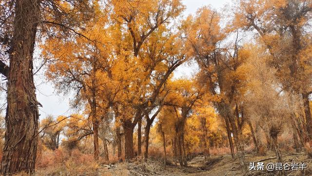 沙雅县470万亩胡杨正把全年最浓烈的色彩最后一次性释放出来