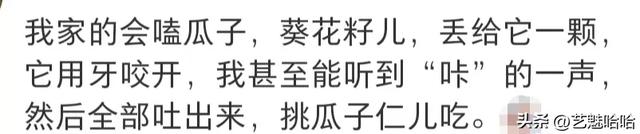 有没有被宠物智商震惊过？网友：那一刻显得我情商还没它高