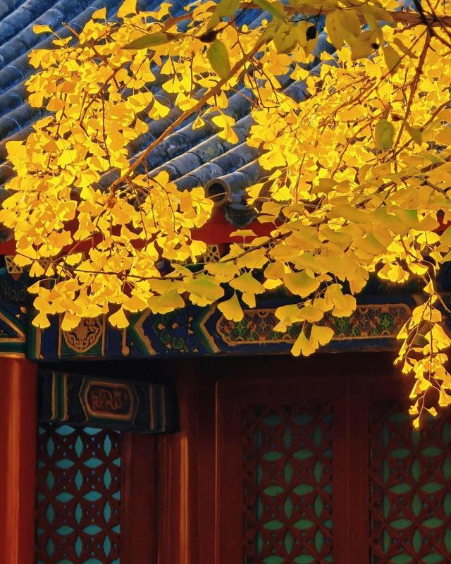 出片率100%！是时候来“京西小故宫”，邂逅一抹银杏黄