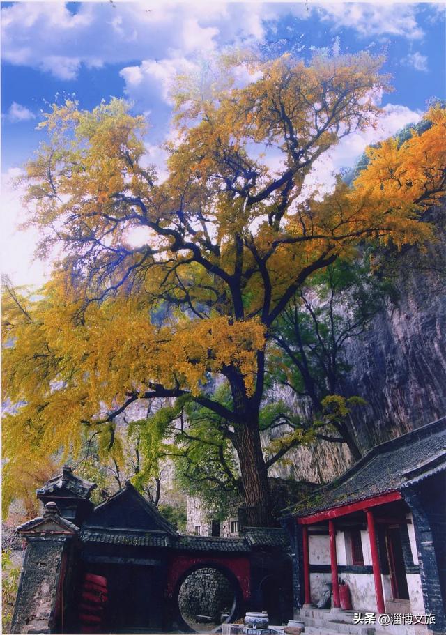 实拍!红的橘的黄的,整个淄博“燃”起来了!这些路段落叶缓扫→