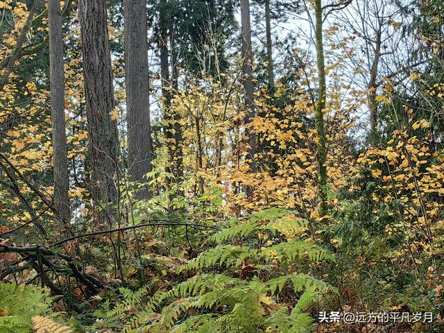 温哥华游记（四）