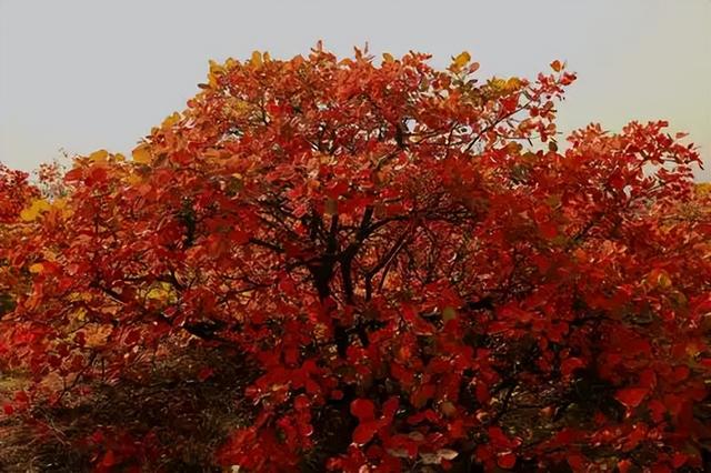 红叶竟为“新生”色？两大争议难分高下，实验给出方向