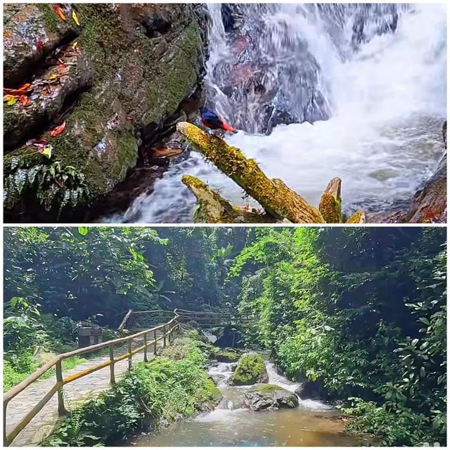 莫里热带雨林好风光