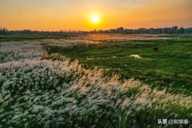 芦花似雪秋意浓！来吴阳，赴一场浪漫的芦荻之约