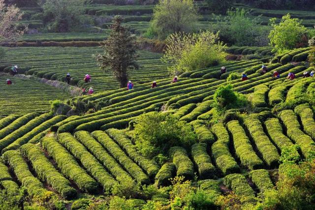 首发！明天榨榨壶去蔡家榨“寻宝”