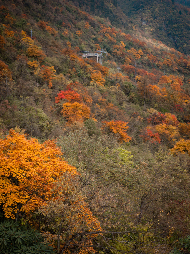 划得来！秋天来西岭雪山看彩林，门票直接免了！
