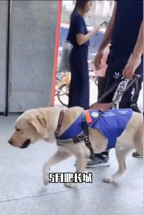 带导盲犬爬泰山的夫妻被网友批评，导盲犬芬迪看着非常累