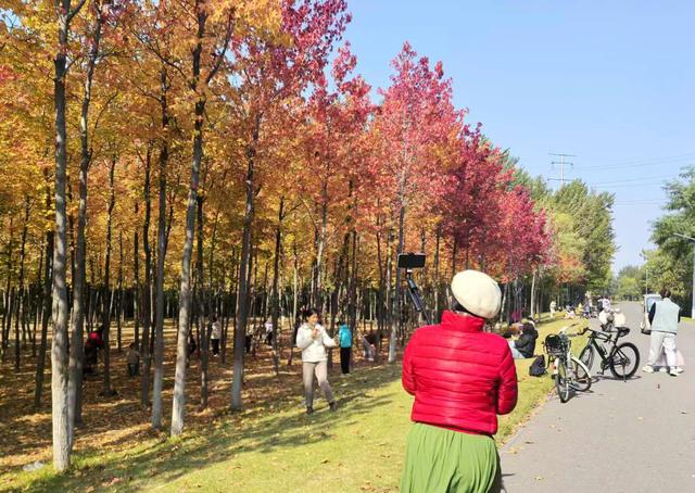 “枫”狂派对，现在进行时……