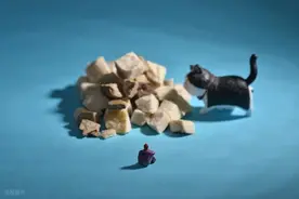 宠物粮千亿赛道：安全与创新如何破局？图片