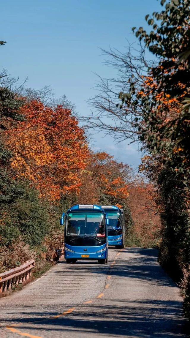 峨眉山这种级别的秋景，我愿称之为饱和度战神