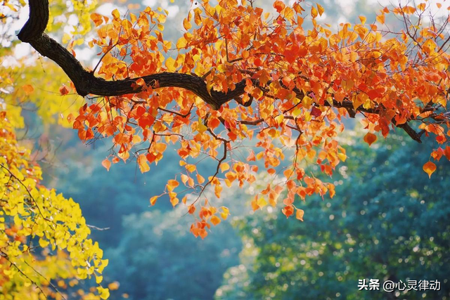 “寒不寒，就看九月十五” 今日九月十五，今冬会很冷吗？农谚咋说