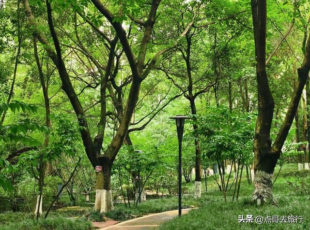 成都市内乘凉公园，风景秀美、清凉，不要门票，地铁公交可达！
