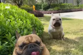 流口水、急喘、躁动......狗狗中暑急救了解一下图片