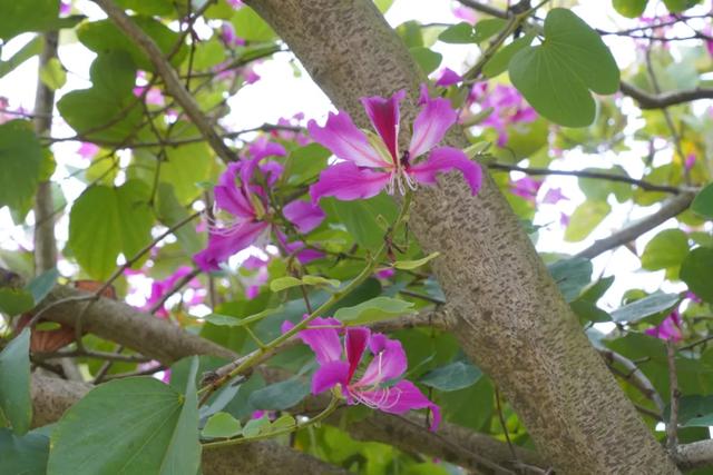 请查收!怀集发来花色请柬