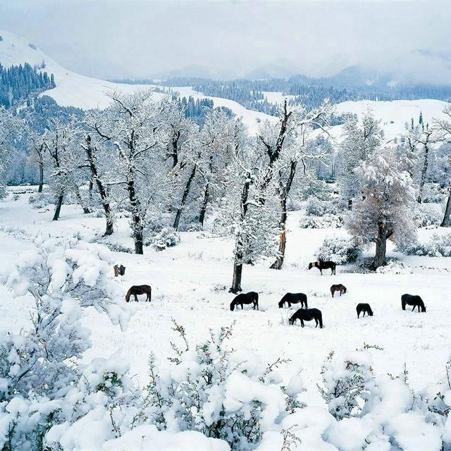 诗和远方 魅影新疆