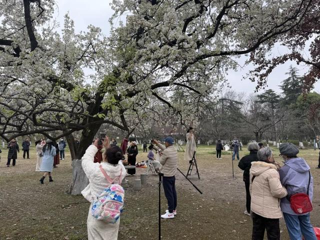 武汉青山公园58岁明星梨树盛放，满树繁花惊艳春日