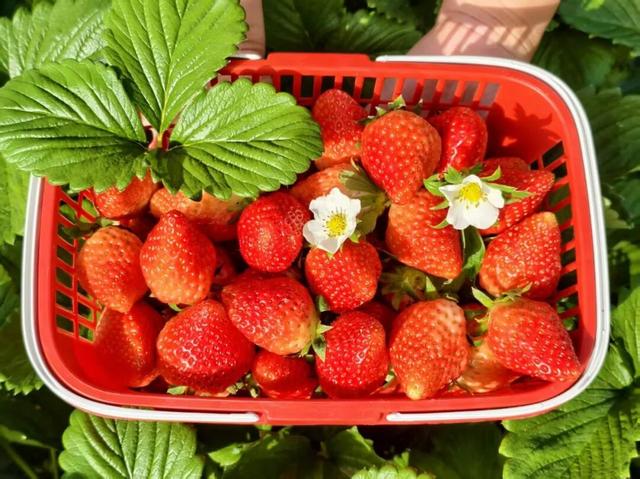 周末去哪？在安陆，实现“草莓自由”！