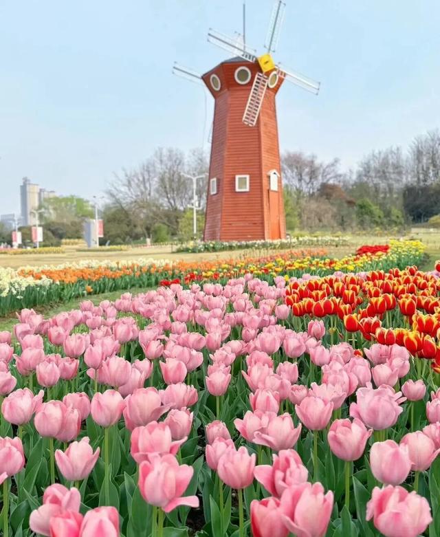 合肥三月花讯 | 后来，我逢人就说，合肥的春天有多浪漫 | 春游江淮