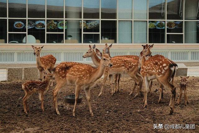国庆去哪儿？草原金秋、潮汕舌尖味、熊猫守护……4条错峰优选线路，安排！