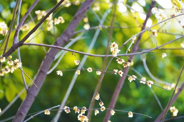 花漾邛州｜“蜡”么香，“蜡”么美！