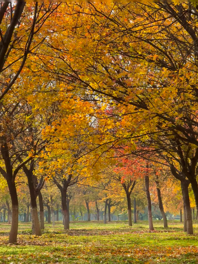 西安城区4个绝美秋景打卡地！