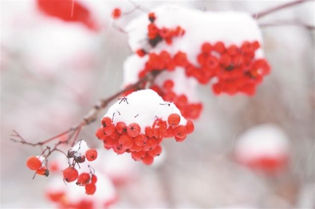 漠河下雪了