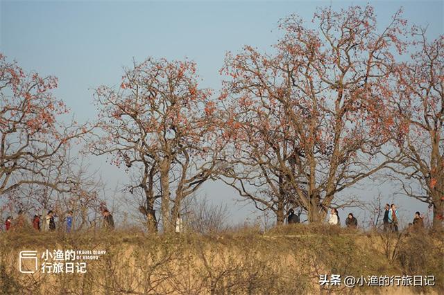 今冬顶流！陕西这片柿子林爆火出圈，美到封神！攻略来啦