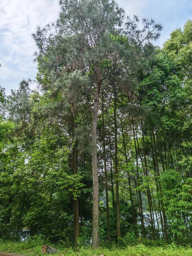 成都0.5h遛娃首选，又找到一条无人问津的捡秋绿道！