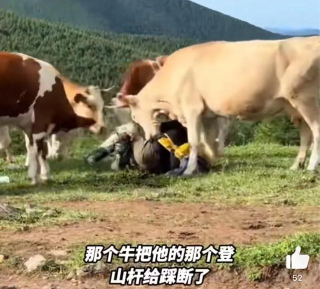 景区回应游客打牛屁股坐牛背被围攻