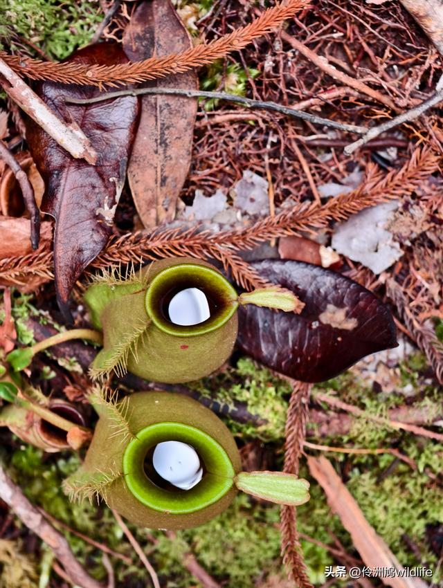 马来西亚(35)砂拉越州⑨峇哥国家公园徒步线路