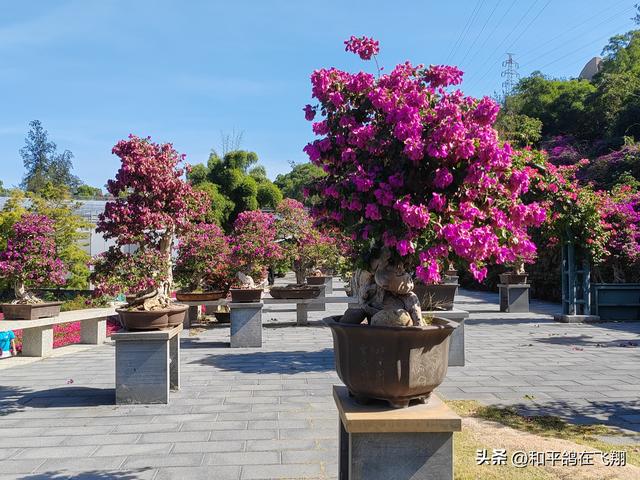 厦门植物园：邂逅自然的绮梦