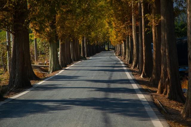 藏在余杭的油画森林：长乐林场秋日漫步手记