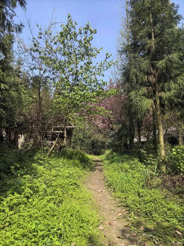 成都1h直达5000亩竹林，不费腿0门票，徒步挖笋玩水遛娃天花板！