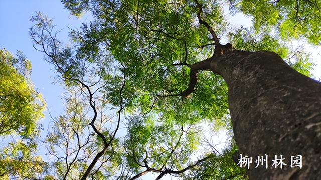 柳州市雀儿山公园红豆林迎来最美观赏季