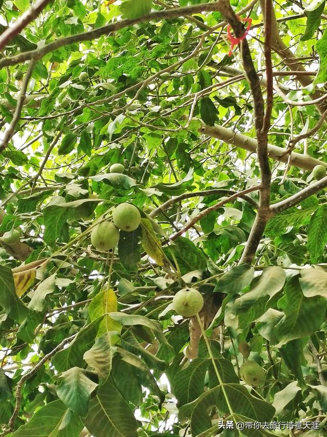 昆仑山上一棵草，昆仑山下核桃王
