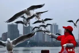 汉中迎来“赏鸥季”图片