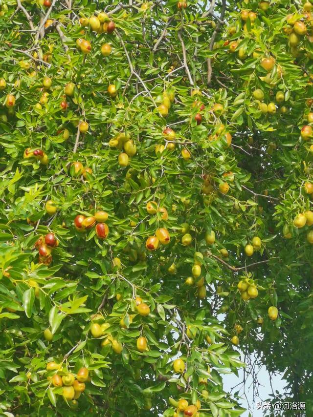 故乡行——再回巩义