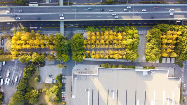 没扫的落叶，都去哪儿了？拱墅这片银杏林靠它火了