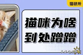 猫咪在家里到处蹭，是头痒了吗？图片