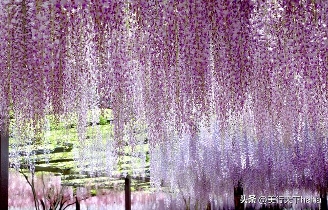 玉渊潭公园紫藤花开，诗意满满，演绎“一帘幽梦”的极致浪漫