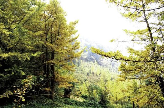 德阳，从古蜀之源走来